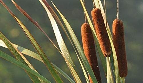 600 Seeds Cattail Seeds for Planting (Seeds)