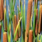 600 Seeds Cattail Seeds for Planting (Seeds)
