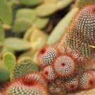25 Seeds Red Headed Irishman Cactus Seeds to Grow Mammillaria spinosissima v. rubispin (Seeds)