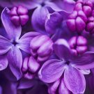100 Seeds Purple Lilac Seeds for Planting Stunning Purple Flower Landscaping or Bonsai (Seeds)