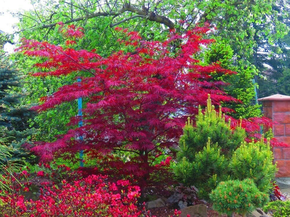 30 Seeds Amur Maple Tree Seeds for Planting Acer tataricum ginnala (Seeds)