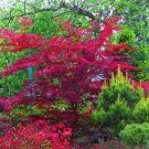 30 Seeds Amur Maple Tree Seeds for Planting Acer tataricum ginnala (Seeds)