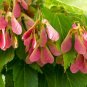 30 Seeds Amur Maple Tree Seeds for Planting Acer tataricum ginnala (Seeds)