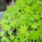 30 Seeds Amur Maple Tree Seeds for Planting Acer tataricum ginnala (Seeds)