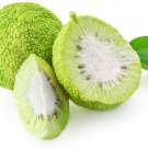 20 Seeds Osage Orange Tree Seeds Exotic Fruit Tree (Seeds)