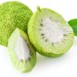 20 Seeds Osage Orange Tree Seeds Exotic Fruit Tree (Seeds)