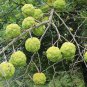 20 Seeds Osage Orange Tree Seeds Exotic Fruit Tree (Seeds)