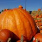 10 Seeds Atlantic Dill Pumpkin (Seeds)