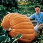10 Seeds Atlantic Dill Pumpkin (Seeds)
