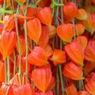 100+ Seeds Chinese Lantern Seeds for Planting Stunning Lantern Like Blooms (Seeds)