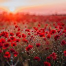 1000 Seeds Red Poppy Seeds for Planting Grow Exotic Red Poppy (Seeds)