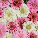 100 Seeds Strawberry Parfait Zinnia Flower Seeds for Planting (Seeds)