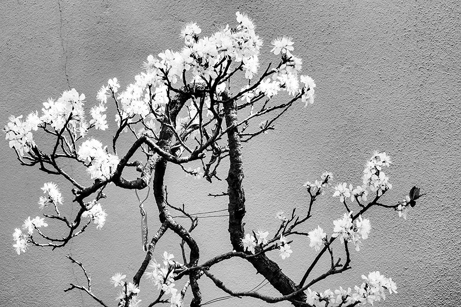 20 Seeds Cherry Tree Bonsai Seeds for Planting (Seeds)