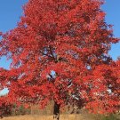 30 Seeds Blackgum Tree Seeds for Planting - Nyssa sylvatica (Seeds)