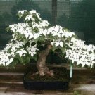 20 Seeds Flowering Dogwood Bonsai Tree (Seeds)
