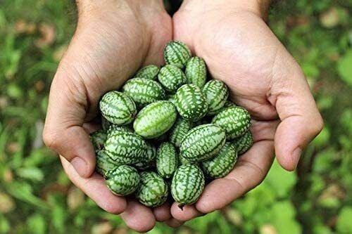 10 Seeds Mouse Melon Seeds Mexican Gherkin Dwarf Watermelon (Seeds)