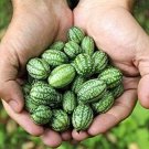 10 Seeds Mouse Melon Seeds Mexican Gherkin Dwarf Watermelon (Seeds)