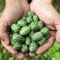 10 Seeds Mouse Melon Seeds Mexican Gherkin Dwarf Watermelon (Seeds)