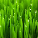 2 Lbs Seeds Wheat Cover Crop Seeds Non-GMO Winter Wheat Deer & Turkey Food Plot (Seeds)