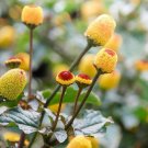 300 Seeds Toothache Plant Seeds to Grow This Exotic Wonder (Seeds)