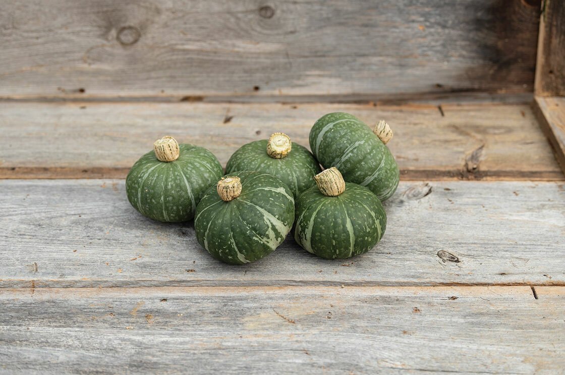 10 Seeds Sweet Jade Kabocha Squash Seeds Easy to Grow Dwarf Sized Kabocha Squash (Seeds)