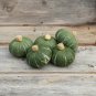10 Seeds Sweet Jade Kabocha Squash Seeds Easy to Grow Dwarf Sized Kabocha Squash (Seeds)