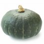 10 Seeds Sweet Jade Kabocha Squash Seeds Easy to Grow Dwarf Sized Kabocha Squash (Seeds)