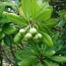 30 Seeds Japanese Cheesewood Tree Seeds for Planting - Pittosporum tobira (Seeds)