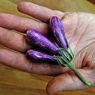 25 Seeds Mini Eggplant Seeds Little Fingers Eggplant Asian Heirloom Non GMO (Seeds)
