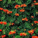 30 Seeds African Tulip Tree Seeds to Grow (Seeds)