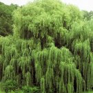 24 Seeds Golden Weeping Willow Tree Cuttings Live Plants Beautiful Arching Canopy (Seeds)