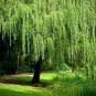 24 Seeds Golden Weeping Willow Tree Cuttings Live Plants Beautiful Arching Canopy (Seeds)