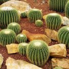50 Seeds Golden Barrel Cactus Seeds Echinocactus grusonii (Seeds)