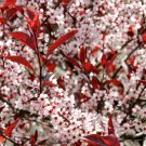 6 Seeds Western Sand Cherry Seeds Very Rare Great for Landscaping or Bonsai (Seeds) 6 Seeds Western Sand Cherry Seeds Very Rare Great for Landscaping or Bonsai (Seeds)