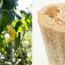 20 Seeds Loofah Gourd Seeds Luffa Sponge Gourd Exotic Vegetable Easy to Grow (Seeds)
