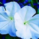 50 Seeds Moonflower Seeds to Plant Blooms at Night Reflects Moonlight (Seeds)