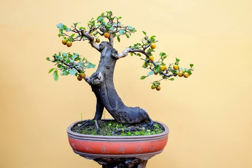 10 Seeds Persimmon Bonsai Tree (Seeds)
