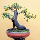 10 Seeds Persimmon Bonsai Tree (Seeds)