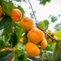 10 Seeds Persimmon Bonsai Tree (Seeds)