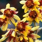 10 Seeds Wintersweet Chimonanthus praecox (Seeds)