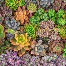 50 Seeds Succulent Seeds Mix - Echeveria Species Mix (Seeds)