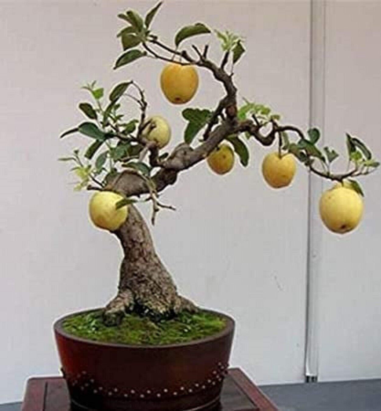 8 Large Seeds Bonsai Pear Tree Seeds - Grow Fruit Bearing Bonsai (Seeds)