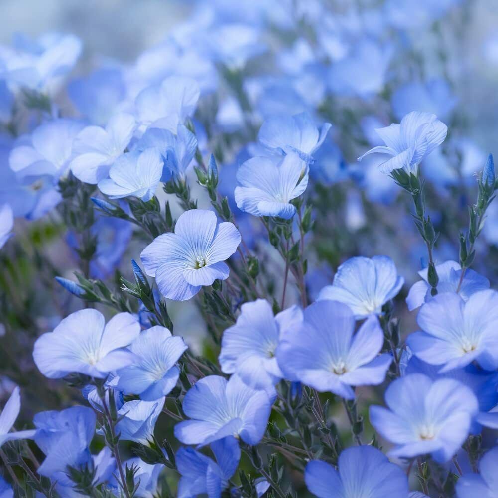 500+ Seeds Sky Blue Flax Flower Seeds Easy to Grow Perennial Wildflower (Seeds)
