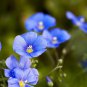 500+ Seeds Sky Blue Flax Flower Seeds Easy to Grow Perennial Wildflower (Seeds)
