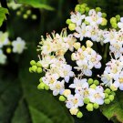 100 Seeds Arrowwood Bush Seeds for Planting Blooming Hedge Row Bush (Seeds)