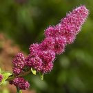 100 Seeds Steeple Bush Flower Seeds for Planting Stunning Tall Pink Steeple (Seeds)