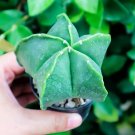 15 Seeds Green Star Cactus Seeds for Planting Astrophytum myriostigma (Seeds)