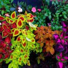 100+ Seeds Coleus Rainbox Mix Seeds for Planting (Seeds)