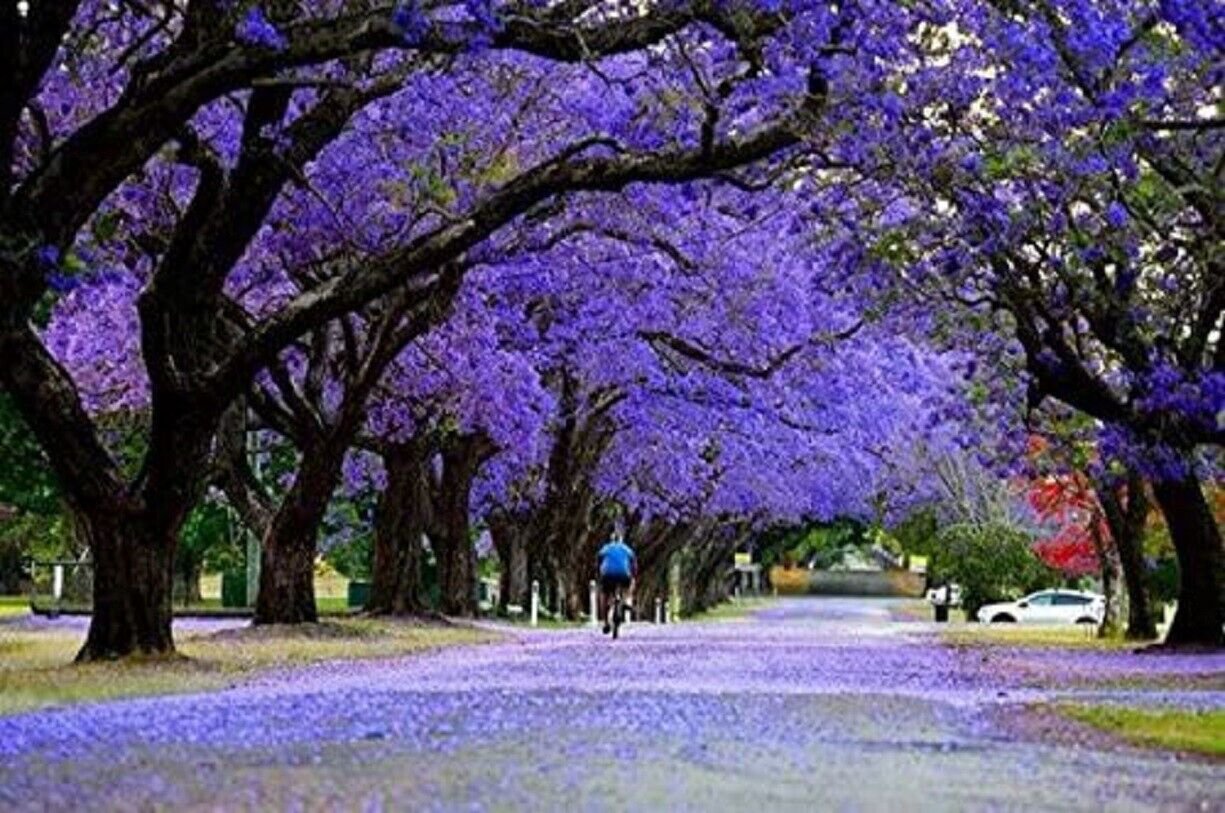 20 Seeds Blue Jacaranda Tree Seeds Excellent Bonsai Specimen Exotic Flowering Bonsai (Seeds)
