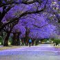 20 Seeds Blue Jacaranda Tree Seeds Excellent Bonsai Specimen Exotic Flowering Bonsai (Seeds)